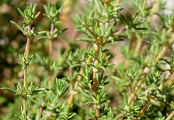Thymus zygis L