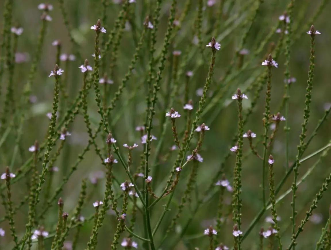 Verbena officinalis görseli