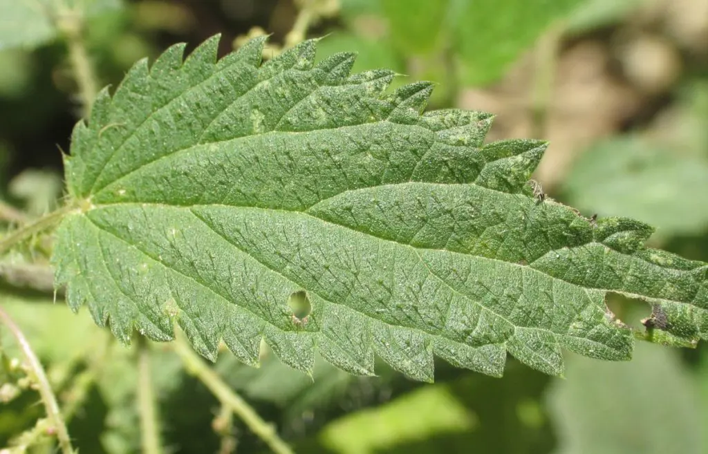 Urtica dioica L. ve Urtica urens L. Yaprak, Toprak Üstü Kısımları görseli