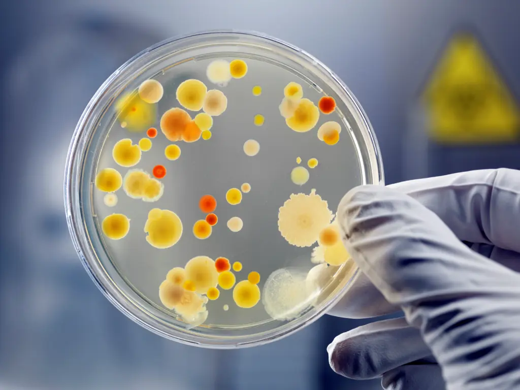 MRSA Stafilokok nedir? görseli