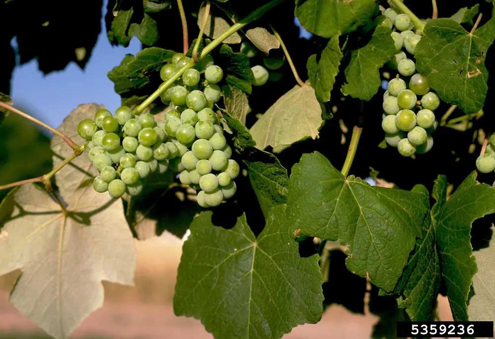 Vitis vinifera L. görseli