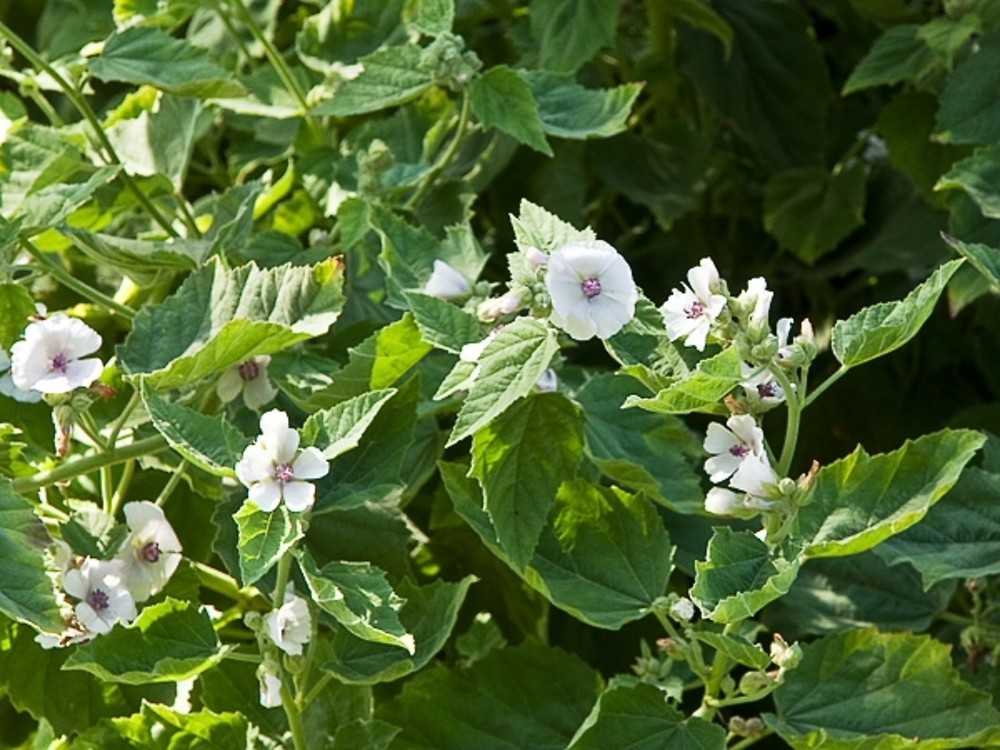 Althaea officinalis L.