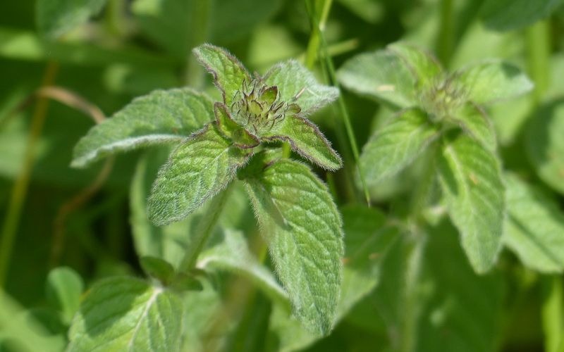 Mentha x piperita L.-Kurutulmuş yaprakları