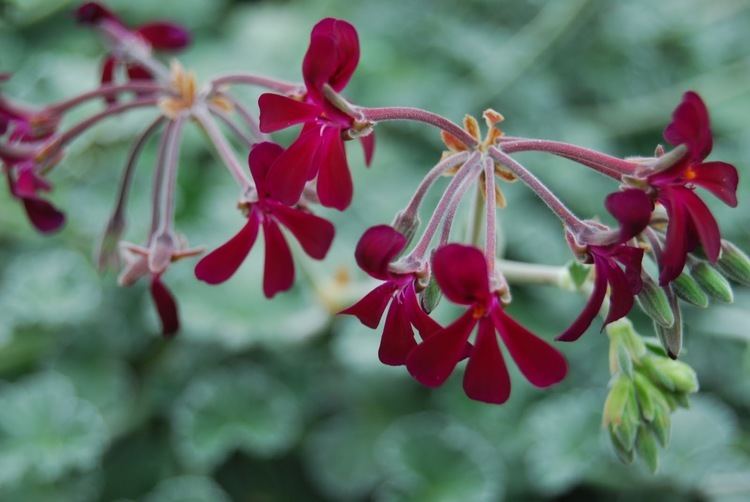 Pelargonium sidoides DC. ve/veya Pelargonium reniforme Curt.