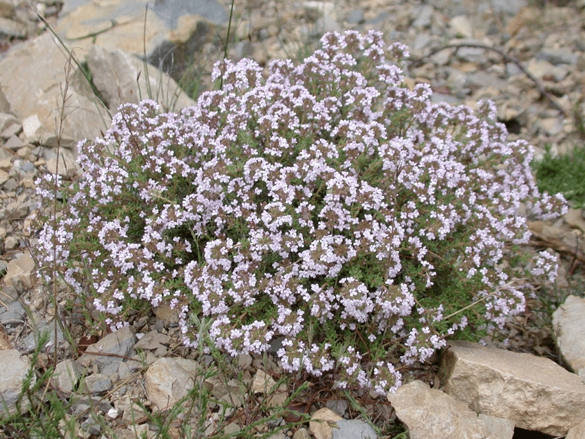 Thymus vulgaris L., Thymus zygis L. ve Thymus serpyllum L. Topraküstü Kısımları