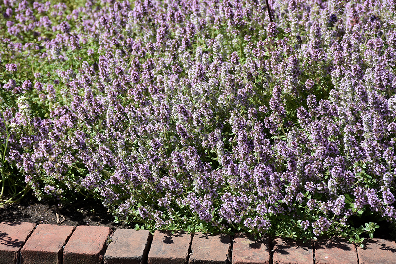 Thymus vulgaris L., Thymus zygis L. ve Thymus serpyllum L. Uçucu Yağı