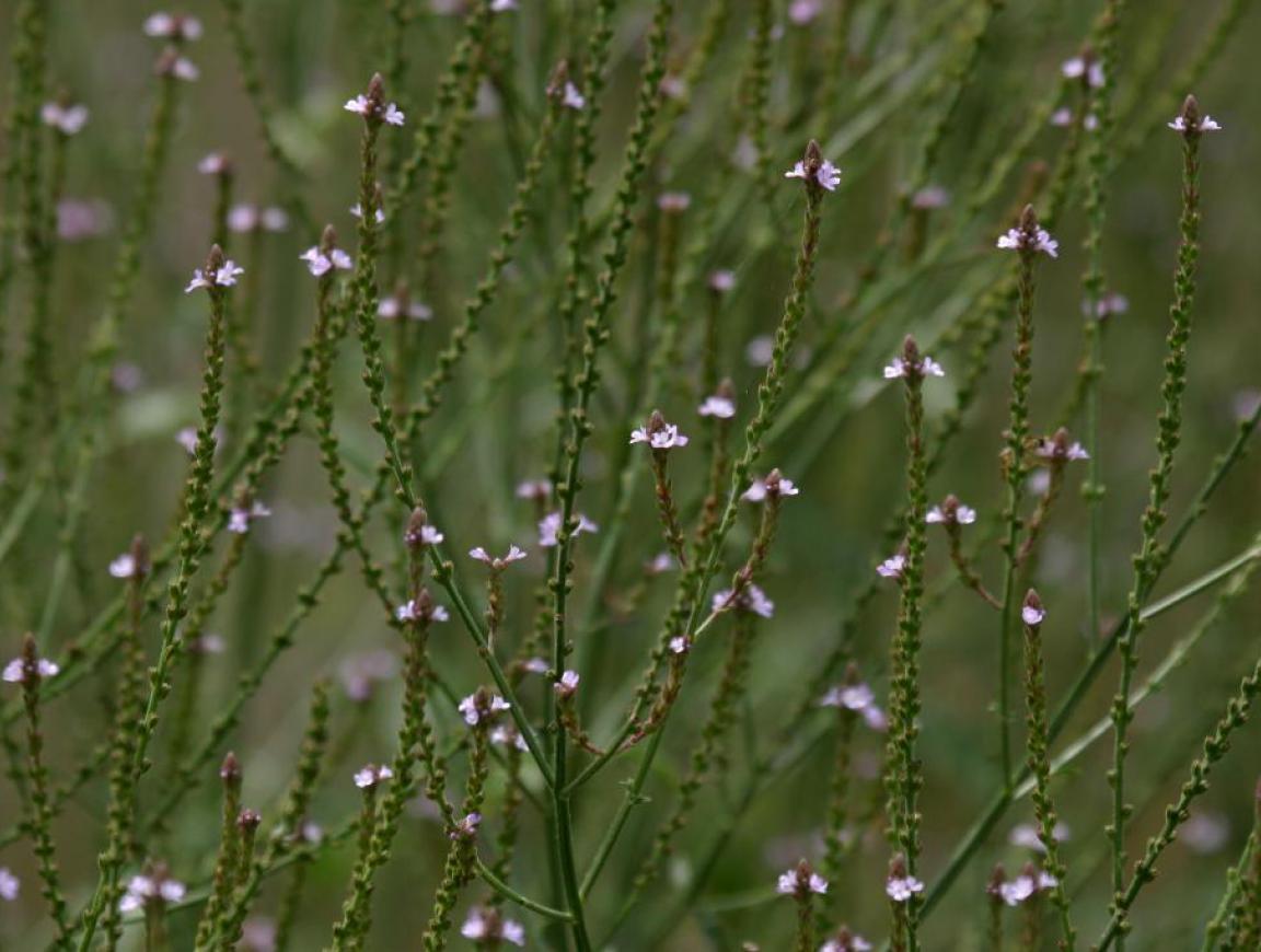 Verbena officinalis